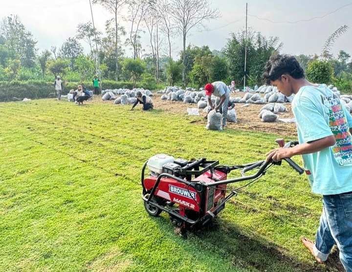 Pemanenan Rumput Nursery Mandiri